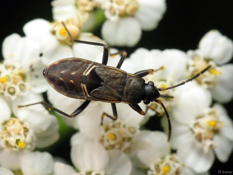 Rhyparochromus Hahn, 1826